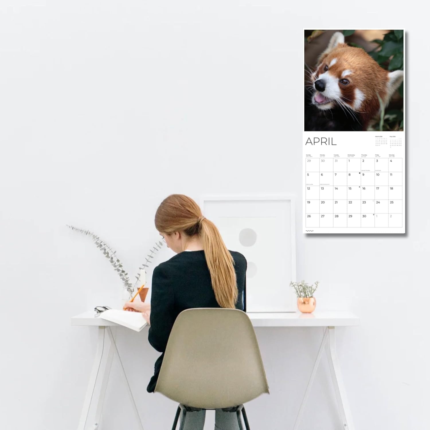 Red Panda Wall Calendar 2026 | 12" x 24" Open | Animal Calendar Photography Thick & Sturdy Paper for Planning | Office Kitchen Decor or Gift | Pacific Waters Press (Red Pandas)