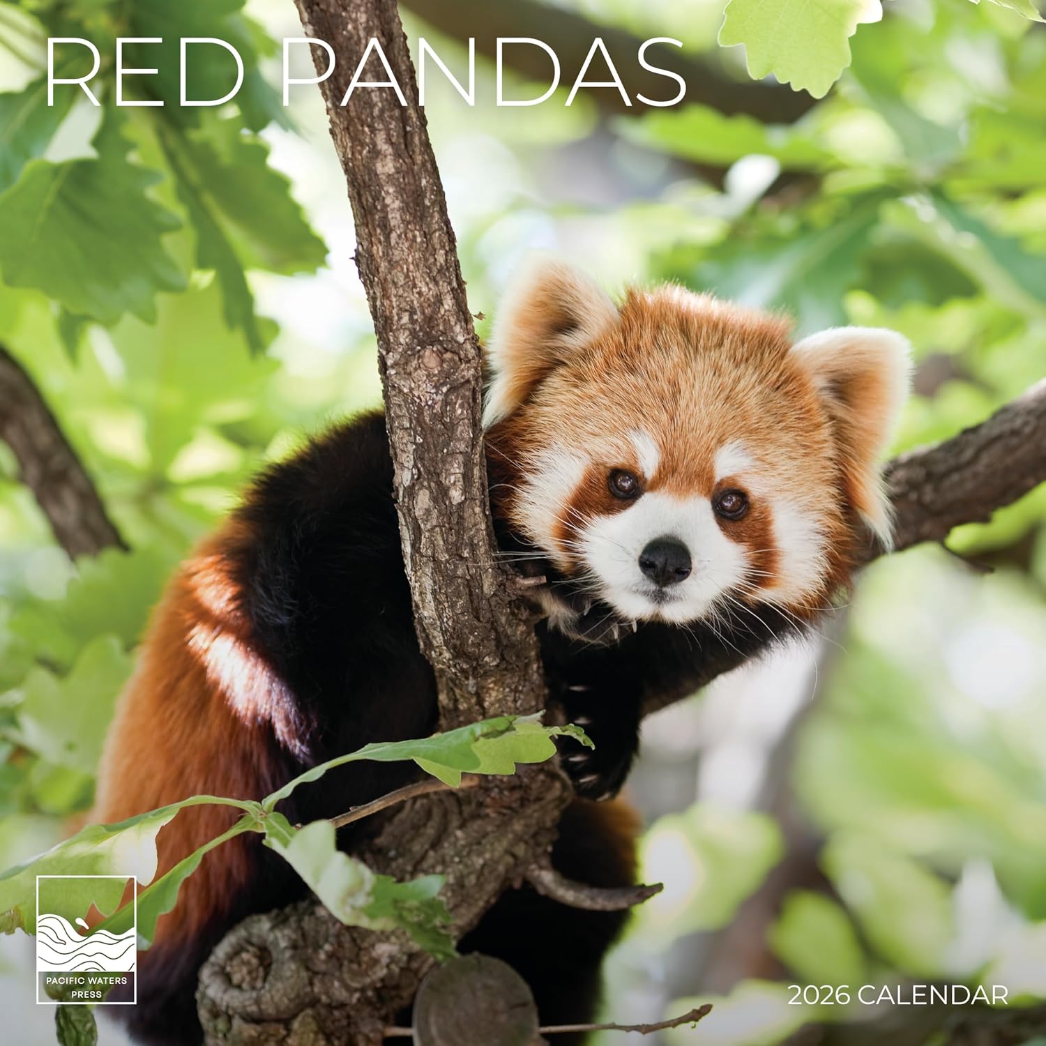 Red Panda Wall Calendar 2026 | 12" x 24" Open | Animal Calendar Photography Thick & Sturdy Paper for Planning | Office Kitchen Decor or Gift | Pacific Waters Press (Red Pandas)